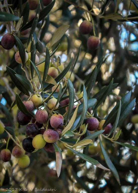 فندق The Eden House Vineyard تمبلتون المظهر الخارجي الصورة