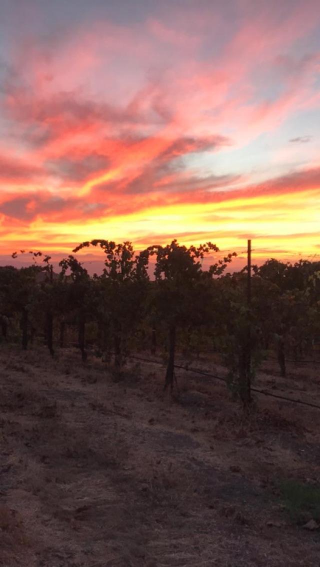 فندق The Eden House Vineyard تمبلتون المظهر الخارجي الصورة